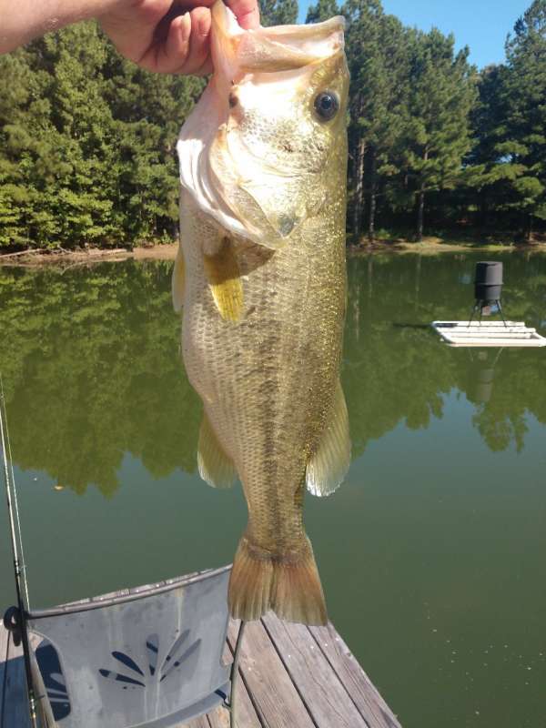 Attached picture Nice Bass.jpg